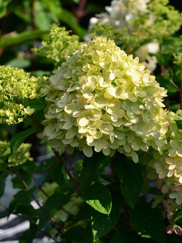 Hydrangea Paniculata 'Little Lime'®, Zwerg-Rispen-Hortensie - Image 2
