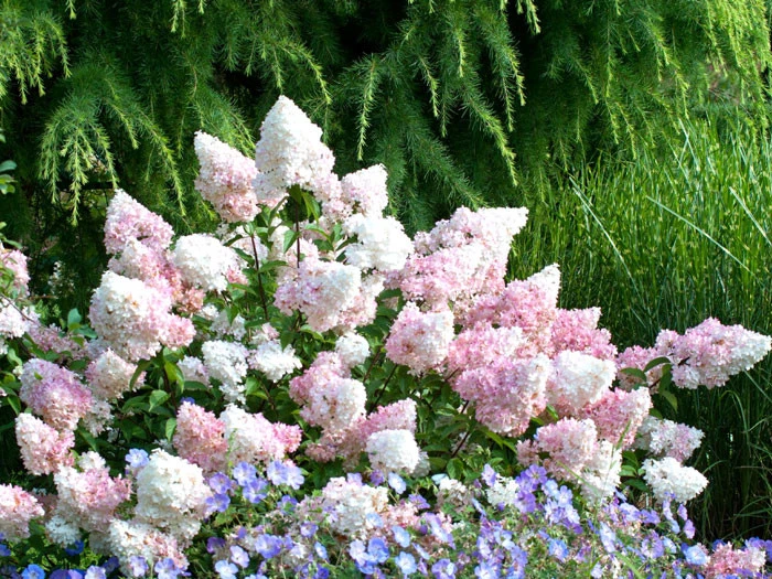 Hydrangea Paniculata 'Vanille-Fraise'® - Image 2