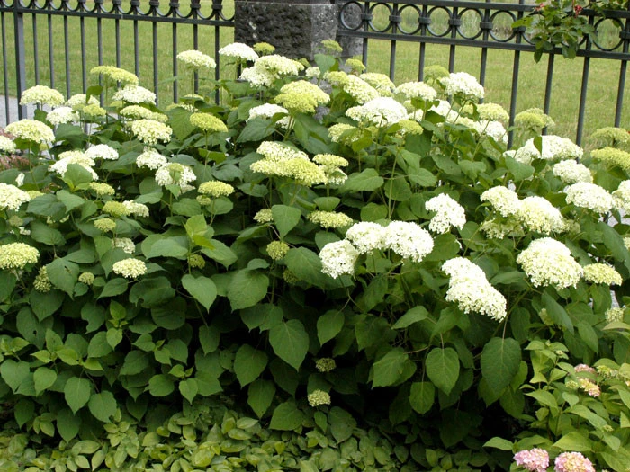 Hydrangea Arborescens 'Annabelle', Ball-Hortensie - Image 3