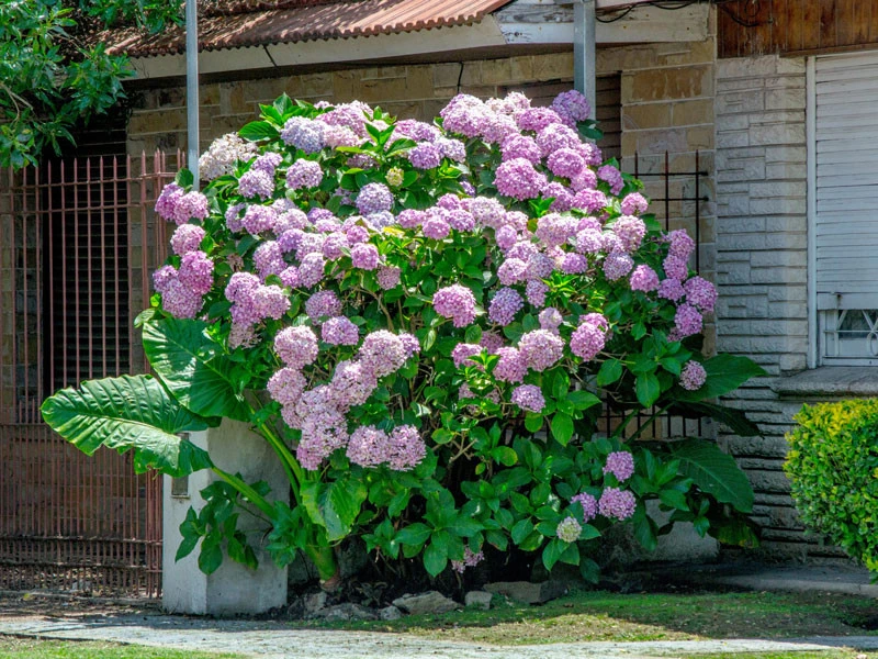 Hydrangea Arborescens 'Pink Annabelle', Ball-Hortensie - Image 3
