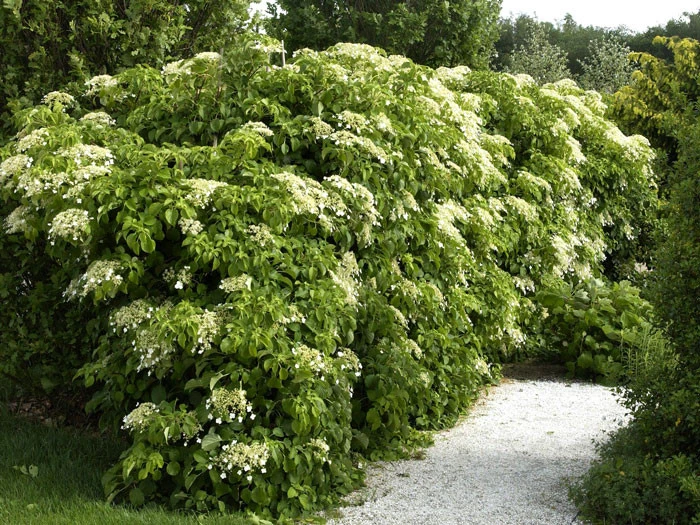 Hydrangea Petiolaris, Kletterhortensie - Image 2