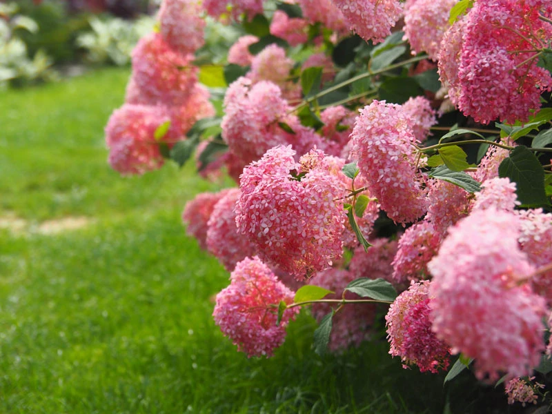 Hydrangea Arborescens 'Pink Annabelle', Ball-Hortensie - Image 2