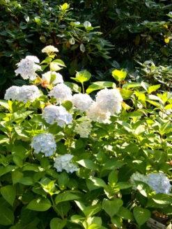 Hydrangea Macrophylla Endless Summer 'The Bride'®