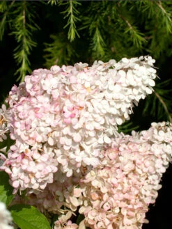 Hydrangea Paniculata 'Vanille-Fraise'®