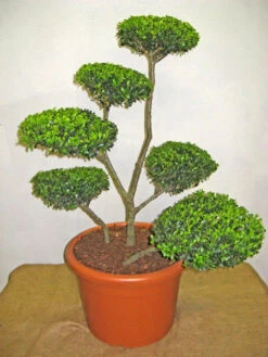 Ilex Crenata Green Hedge - Bonsai, XXL-Produkt