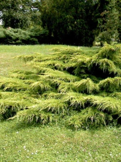 Juniperus Media 'Pfitzeriana Aurea', Gelber Pfitzer-Wacholder