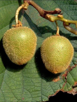 Selbstfruchtbare Kiwi 'Jenny'