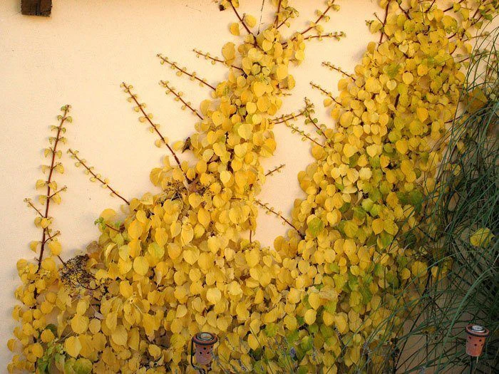 Hydrangea Petiolaris, Kletterhortensie - Image 4