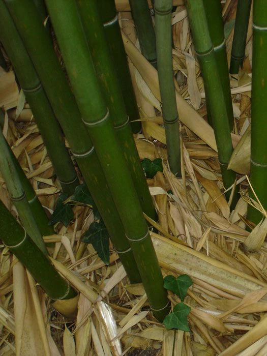 Phyllostachys Rubromarginata, Knospen-Bambus - Image 2