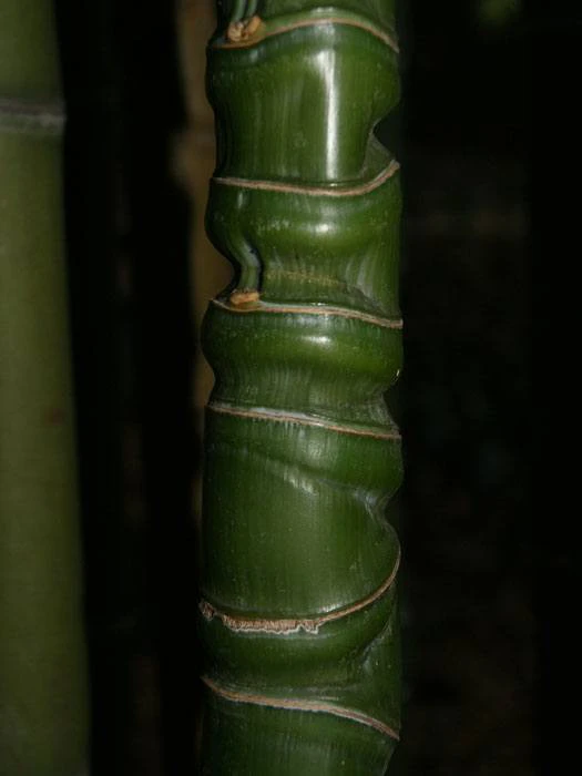 Phyllostachys Aurea, Gelber Bambus - Image 3