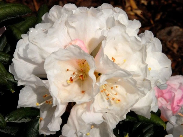 Rhododendron Koichiro Wada - Image 2