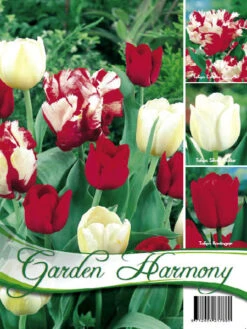 Kollektion Rote Und Weiße Tulpen (Art.Nr. 598210)