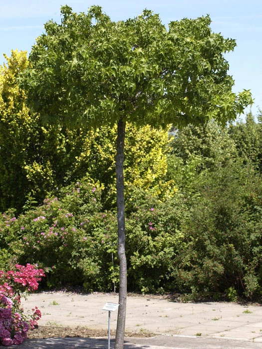 Liquidambar Styraciflua Gumball, Kugel-Amberbaum - Hochstamm