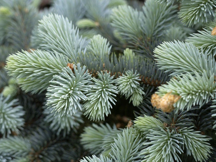 Picea Pungens 'Glauca Globosa', Zwerg-Blaufichte - Image 2