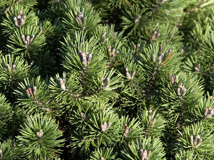 Pinus Mugo 'Mini Mops', Kugel-Kiefer - Image 2