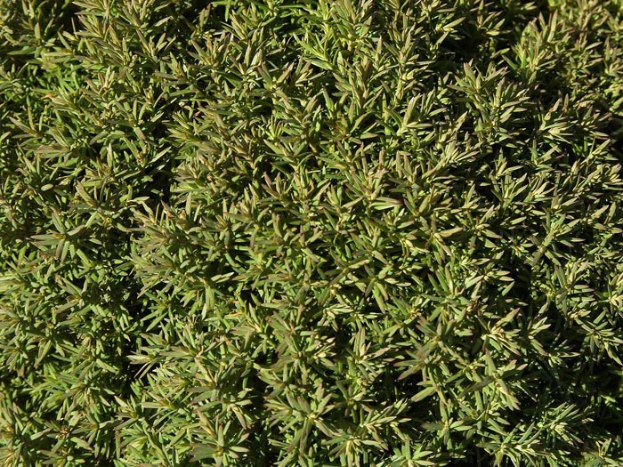 Thuja Occidentalis 'Teddy', Kuschel-Lebensbaum - Image 2