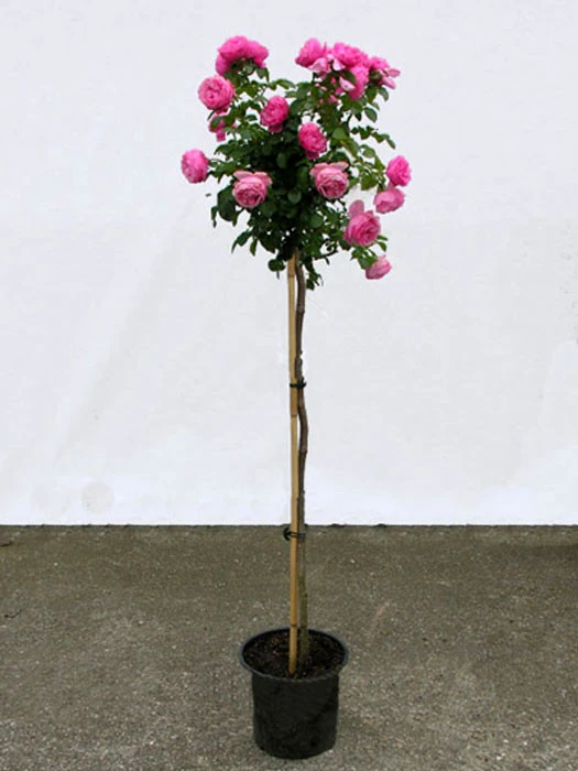 Rosen-Stämmchen Leonardo Da Vinci ® - Meilland - Image 3