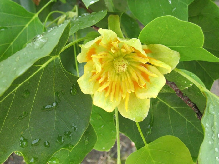 Liriodendron Tulipifera, Tulpenbaum - Image 3