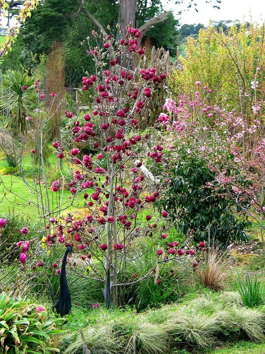 Magnolia 'Genie', Magnolien-Hybride - Image 3