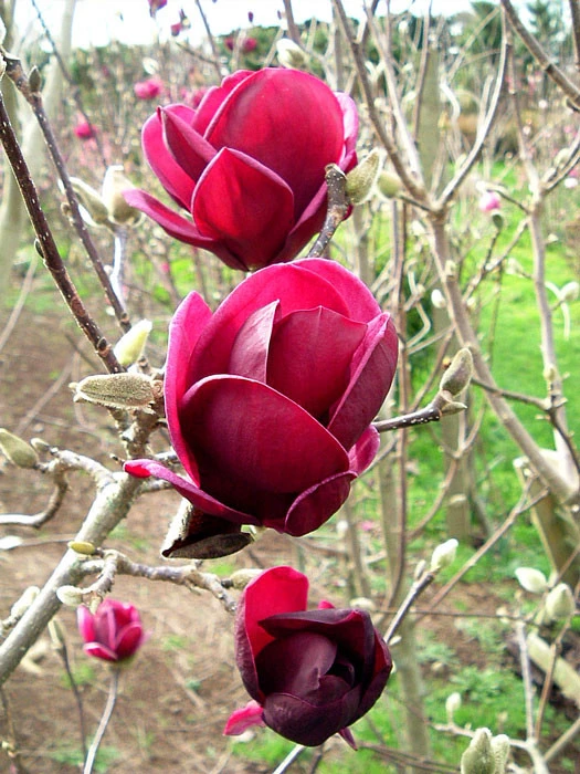 Magnolia 'Genie', Magnolien-Hybride