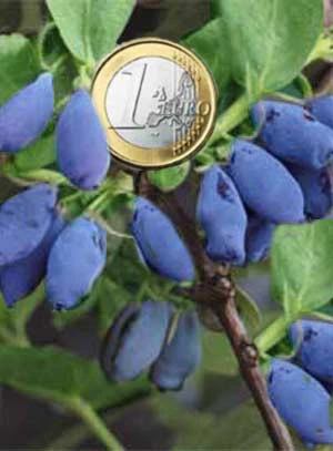 Maibeere 'EisbÀr' - Honigbeere