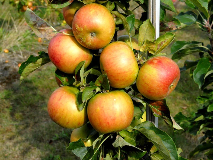 Säulenapfel 'Rondo' ®, Malus Domestica 'Rondo' - Image 2
