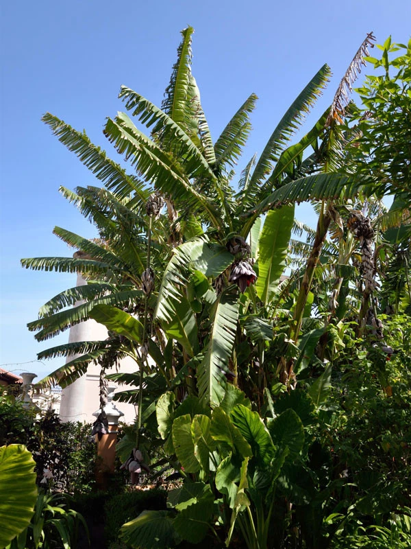 Musa Ensete, Zierbanane - Image 3