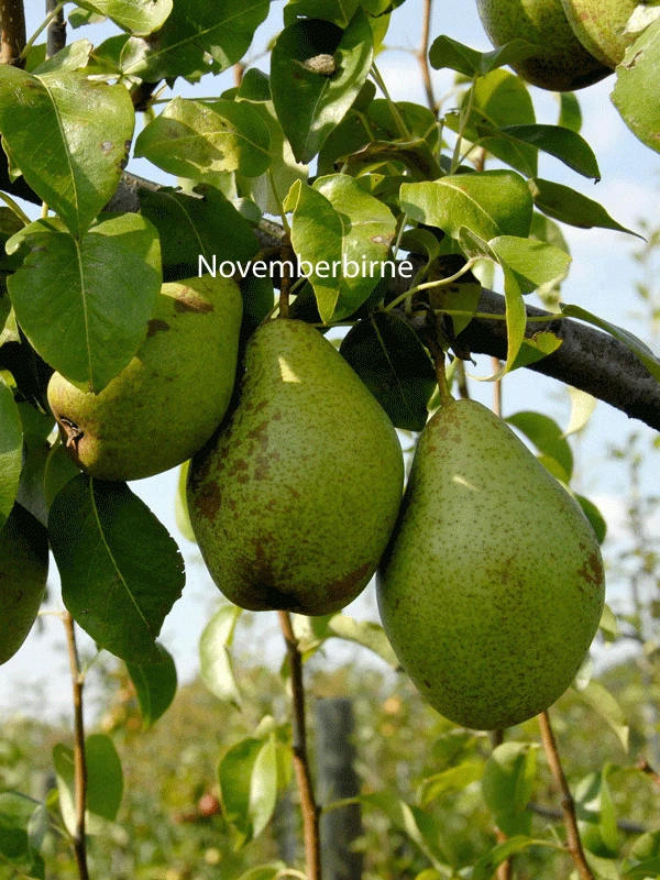 Familien-Birnbaum - Williams+Conference+Gute Luise+Nojabrskaja - Image 5