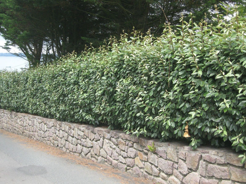 Elaeagnus Ebbingei, Wintergrüne Ölweide - Image 2