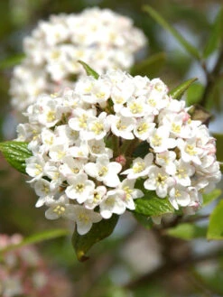 Viburnum Burkwoodii, Oster-Schneeball