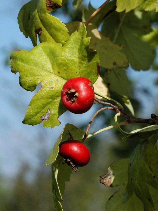 Crataegus Laevigata 'Paul's Scarlet', Echter Rotdorn - Image 2