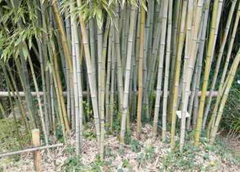 Phyllostachys Nigra 'Henonis', Goldhaar-Bambus - Image 2