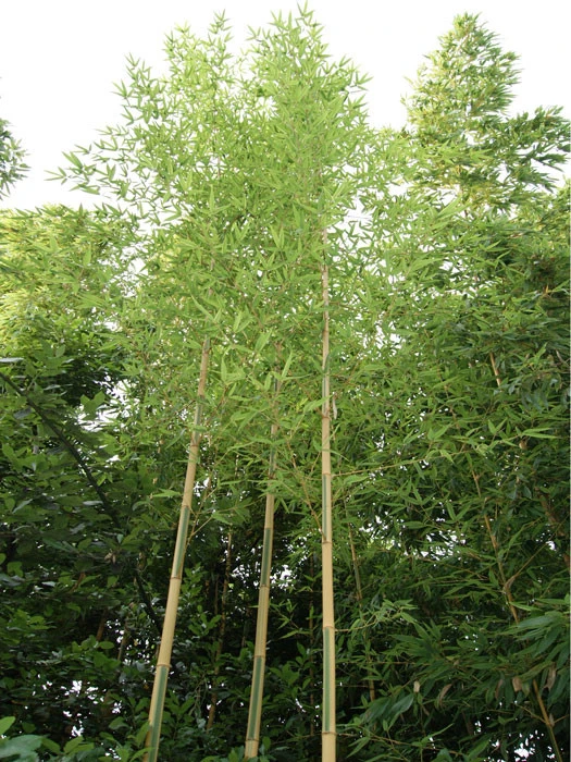 Phyllostachys Aureosulcata 'Spectabilis', Zickzack-Bambus