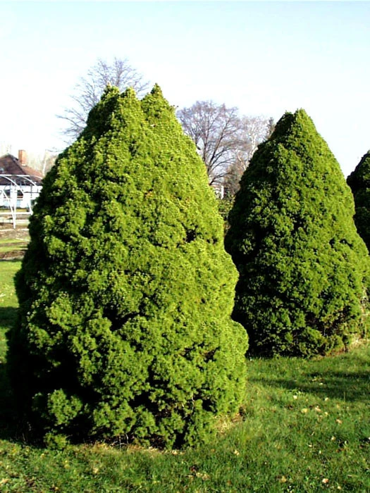 Picea Glauca 'Conica', Zuckerhut-Fichte
