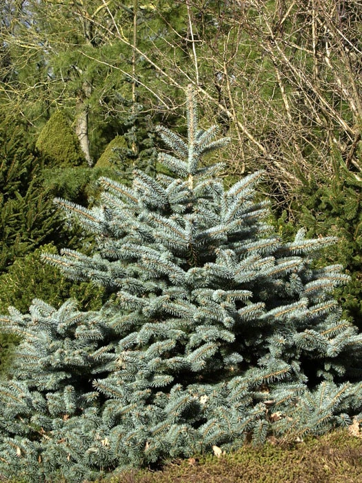 Picea Pungens 'Glauca Globosa', Zwerg-Blaufichte