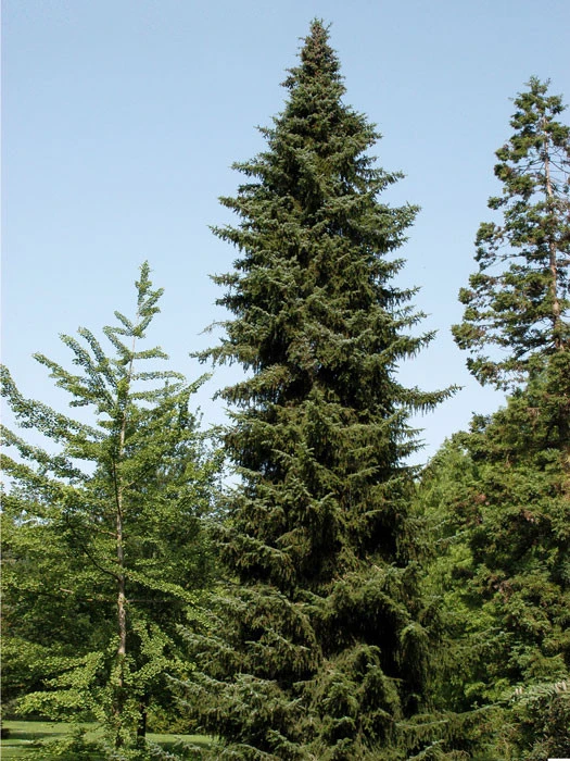 Picea Omorika, Serbische Fichte - Image 3