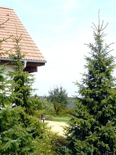 Picea Omorika, Serbische Fichte - Image 2