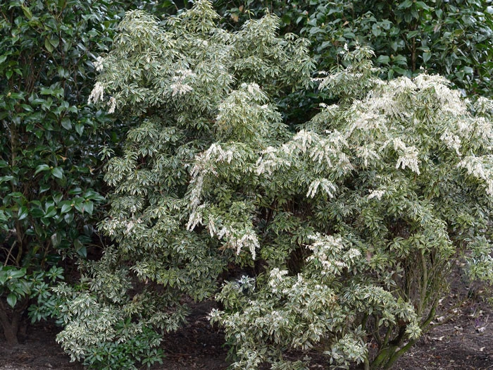 Pieris Japonica 'Variegata', Weissbuntes Schattenglöckchen - Image 3
