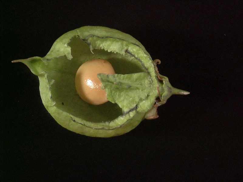 Staphylea Pinnata, Gemeine Pimpernuss - Image 3