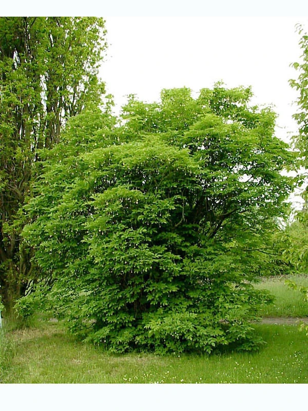 Staphylea Pinnata, Gemeine Pimpernuss - Image 4