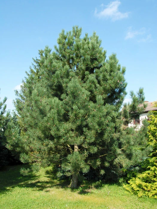 Pinus Nigra Austriaca, Österreichische Schwarz-Kiefer - Image 3