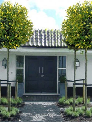 Platanus Hispanica 'Alphens Globe', Kugelplatane - Hochstamm - Image 2