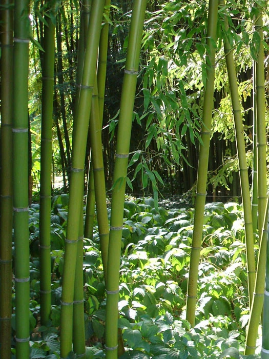 Phyllostachys Decora, 'Schöner' Bambus, Pracht-Bambus - Image 2