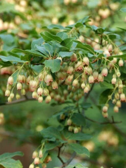 Enkianthus Campanulatus, Prachtglocke