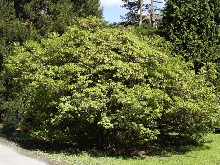Enkianthus Campanulatus, Prachtglocke - Image 5