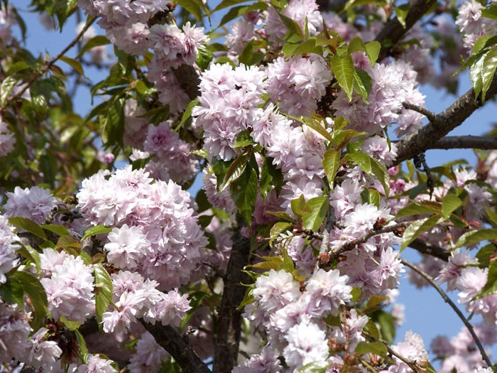 Prunus Serrulata 'Kiku-Shidare-Sakura', Japanische Hänge-Nelkenkirsche - Hochstamm - Image 2