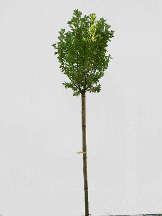 Prunus Padus 'Nana', Kugel-Traubenkirsche - Hochstamm - Image 3