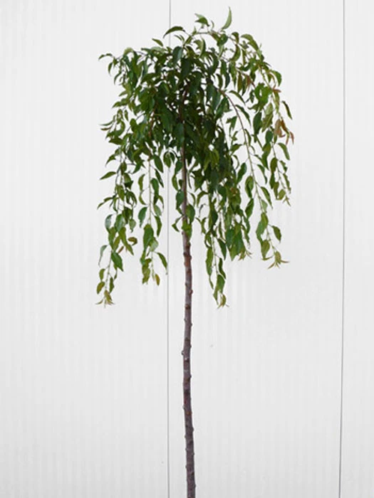 Prunus Serrulata 'Kiku-Shidare-Sakura', Japanische Hänge-Nelkenkirsche - Hochstamm - Image 3