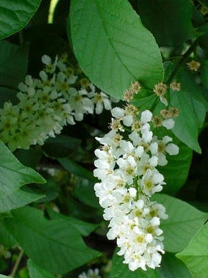 Prunus Padus 'Nana', Kugel-Traubenkirsche - Hochstamm - Image 2