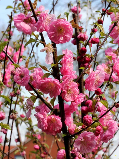 Prunus Triloba, Mandelbäumchen, Japanische Zierkirsche - Image 3